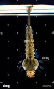 Attēlu rezultāti vaicājumam “Culex pipiens larva”