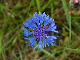 Attēlu rezultāti vaicājumam “Cyanus segetum”