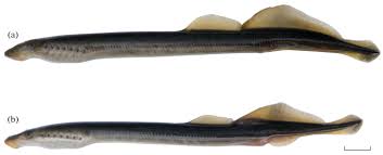 Image result for Lampetra fluviatilis