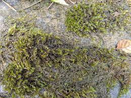 Attēlu rezultāti vaicājumam “Cinclidotus danubicus”