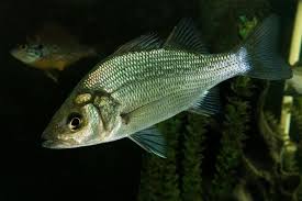 Image result for Morone americana