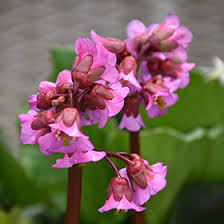 Image result for Bergenie