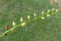 Attēlu rezultāti vaicājumam “Myosotis stricta fruit”