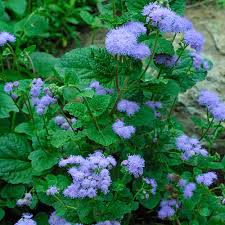Image result for Ageratum houstonianum