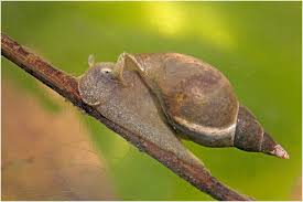 Attēlu rezultāti vaicājumam “Lymnaea stagnalis”