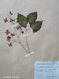 Attēlu rezultāti vaicājumam “Epimedium alpinum  flower”