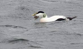 Attēlu rezultāti vaicājumam “Somateria mollissima male”