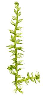 Attēlu rezultāti vaicājumam “Cephalozia bicuspidata”