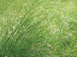 Attēlu rezultāti vaicājumam “Carex remota leaf”