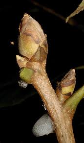 Attēlu rezultāti vaicājumam “Diachea muscorum stalked”