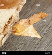 Attēlu rezultāti vaicājumam “Ennomos autumnaria male”