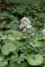Image result for Petasites officinalis