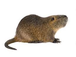 Attēlu rezultāti vaicājumam “Insectivora”