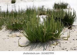 Attēlu rezultāti vaicājumam “Juncaginaceae”