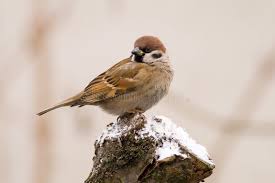 Attēlu rezultāti vaicājumam “Passer montanus”