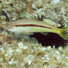 Image result for Mullus surmuletus