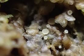 Attēlu rezultāti vaicājumam “Frullania dilatata”