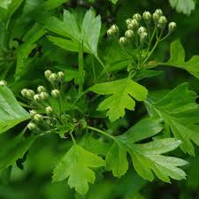 Attēlu rezultāti vaicājumam “Crataegus monogyna subsp. nordica”