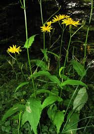 Attēlu rezultāti vaicājumam “Crepis paludosa”