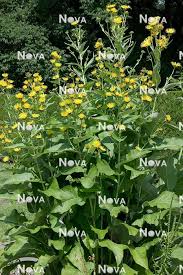 Image result for Telekia speciosa