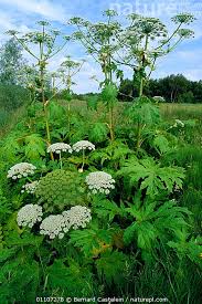 Image result for Heracleum sphondylium