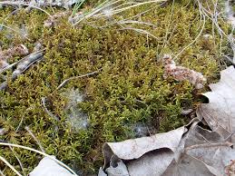 Attēlu rezultāti vaicājumam “Abietinella abietina”