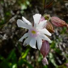 Attēlu rezultāti vaicājumam “Silene latifolia subsp. alba”
