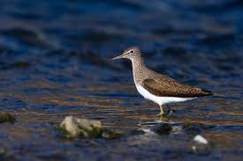 Attēlu rezultāti vaicājumam “Tringa ochropus”