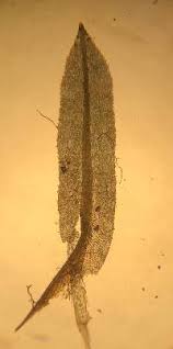 Attēlu rezultāti vaicājumam “Timmia megapolitana”