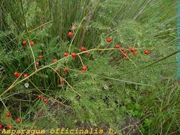 Attēlu rezultāti vaicājumam “Asparagus officinalis”