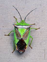 Attēlu rezultāti vaicājumam “Acanthosoma haemorrhoidale”