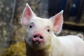 Bildresultat för pigs