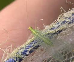 Attēlu rezultāti vaicājumam “Chrysopidae imago”