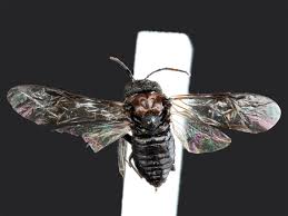 Attēlu rezultāti vaicājumam “Eriocampa ovata larva”