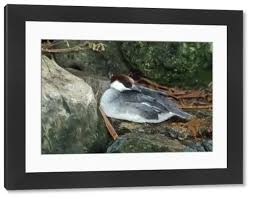 Attēlu rezultāti vaicājumam “Mergus albellus”