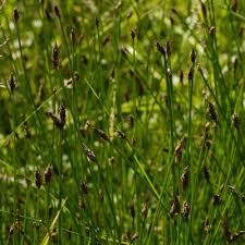 Attēlu rezultāti vaicājumam “Eleocharis uniglumis fruit”