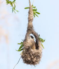 Attēlu rezultāti vaicājumam “Remiz pendulinus nest”