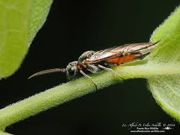 Attēlu rezultāti vaicājumam “Tenthredinidae”