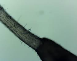 Attēlu rezultāti vaicājumam “Typhula setipes”