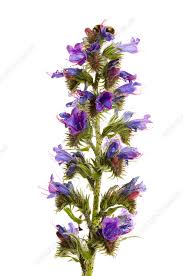 Attēlu rezultāti vaicājumam “Echium vulgare bud”