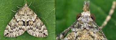 Attēlu rezultāti vaicājumam “Thera variata”