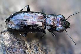 Attēlu rezultāti vaicājumam “Notiophilus germinyi”