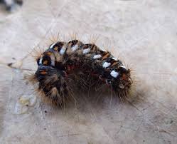 Attēlu rezultāti vaicājumam “Acronicta rumicis”