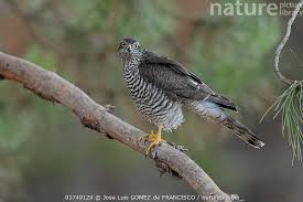 Attēlu rezultāti vaicājumam “Accipiter nisus female”