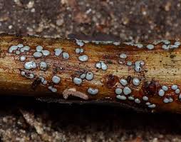 Attēlu rezultāti vaicājumam “Didymium difforme macro”