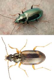 Attēlu rezultāti vaicājumam “Bembidion sp.”