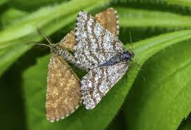 Attēlu rezultāti vaicājumam “Ematurga atomaria”