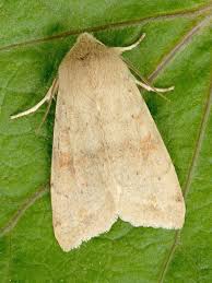 Attēlu rezultāti vaicājumam “Orthosia munda”