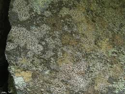 Attēlu rezultāti vaicājumam “Lecanactis abietina”