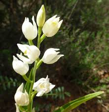 Attēlu rezultāti vaicājumam “Cephalanthera longifolia”